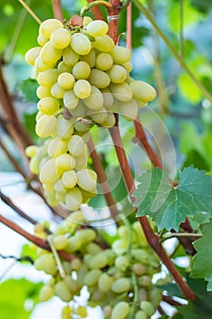 Close up of grapes hanging on branch. Hanging grapes. Grape farming. Grapes farm