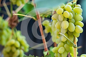 Close up of grapes hanging on branch. Hanging grapes. Grape farming. Grapes farm