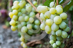 Close up of grapes hanging on branch. Hanging grapes. Grape farming. Grapes farm.