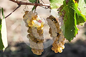 Close up of grapes hanging on branch. Hanging grapes. Grape farming. Grapes farm. Tasty green grape bunches hanging on