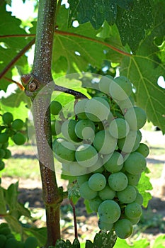 Close up of grapes in vineyard