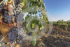 Close-up of grapes on vineyard at Alentejo production region and touristic destination, Portugal