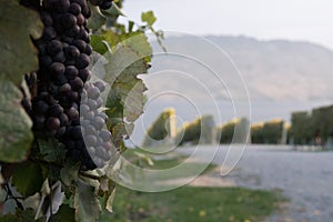 Close up of grapes in vineyard in okanagan valley canada