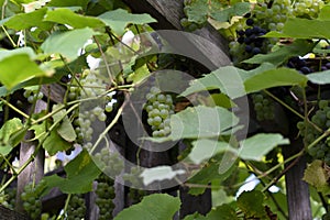 Close up on grapes of wine kerner, Vitis vinifera subsp. vinifera growing in Leipzig, Saxonia, Germany