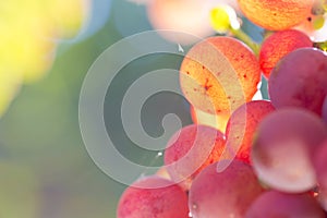 Close-up of grapes of wine in a sunny vineyard