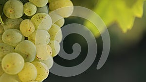 Close-up of grapes of wine for white wine in a vineyard in the evening sun