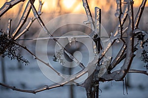 Close up of a grapevine covered in frozen rain at sunset.