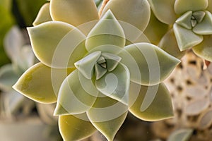 Close-up of Graptopetalum rusbyi (Greene) Rose plant, Family Crassulaceae, Genus Graptopetalum