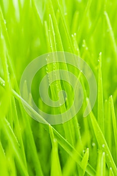 Close up of grass