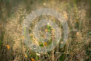 Close-up of grass in autumn field