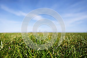 Close-up of grass blades photo