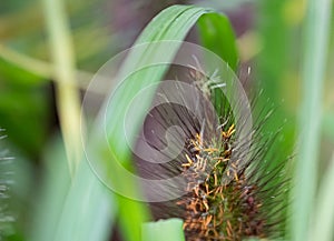 Close-up of a grass on a bokeh background