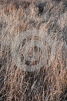 Close-up grass dry steppe desert. Uncut dry grass in field