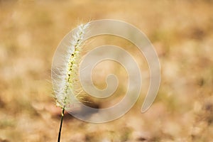 Close-up grass flower against blur nature background. Selective