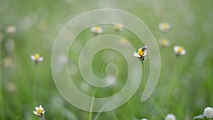 Close up grass flower bee waving against wind in beautiful sunset or sunrise, autumn landscape natural background.