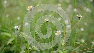 Close up grass flower bee waving against wind in beautiful sunset or sunrise, autumn landscape natural background.