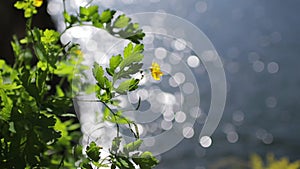 Close up grass flower with bokeh of flowing water at summer