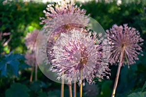 Close up Grass flower in Bruxelles