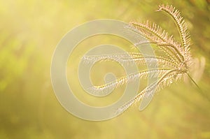 Close up of grass flower plant in sunset warm light and lens flare