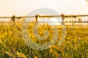 Close up of grass flower on sunset with blur of fence background