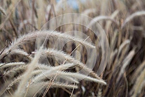 Close-up  grass flower in the wind and blue sky background