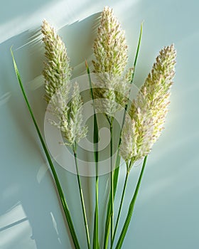 Close up of Grass Flowerheads on Light Background with Shadows Creating an Artistic Effect photo