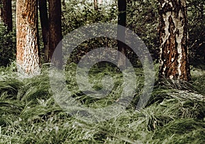 Close up of the grass in the forest.