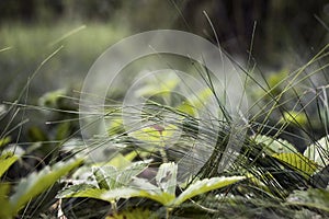 Close up of grass on the forest floor.