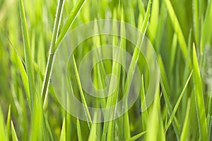 Close up grass