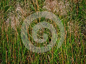 Close up of grass in HCMC Park Vietnam