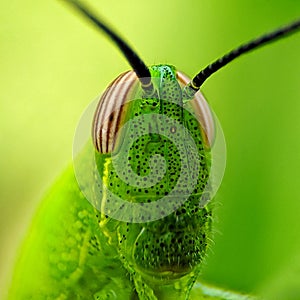 Close up grass hopper