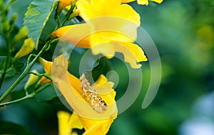 Close up grass hopper on yellow flower