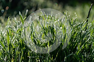 Close up of grass leaves with dew drops in morning sun