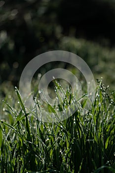 Close up of grass leaves with dew drops in morning sun