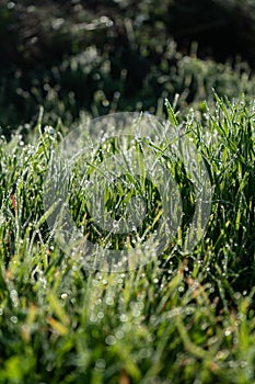 Close up of grass leaves with dew drops in morning sun
