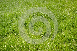 Close up of grass with many dew drops in morning