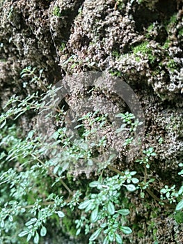 CLOSE UP GRASS AND MOSS IN TROPICAL CORAL ROCK