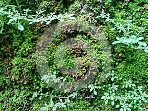 CLOSE UP GRASS AND MOSS IN TROPICAL ROCK