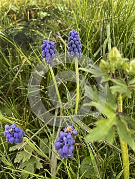 Close-up, grass, Muscari neglectum, grape hyacinths, drops, freshness, meado photo