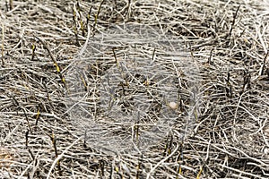 Close up on the grass after the passage of fire