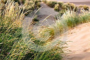 Close up of grass on sand dunes - Camber Sands, England photo