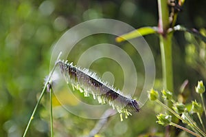 Close up of the Grass seed of Bouteloua hirsuta Hairy Grama