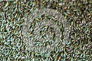 Close up of grass seed. Purple guinea grass seed. Forage crops