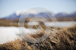 Close up of grass with snowy mountains in the background.