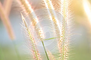Close up grass during sunset in summer time
