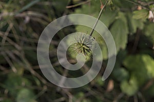 close-up: grass with thin stem and round needle-like rosete photo