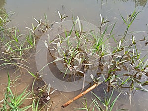 Close up of grass in water against the the reflection of sun.The natural background is a blue lake with pieces of un-melted ice.