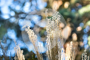 Close-up of a grass on a bokeh background