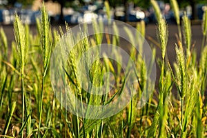 close up of grasses on a roadside