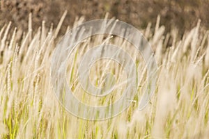 Close-up of grasses